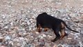 Dog walks on beach, sniffs shells, stones pokes nose into sand, explores smells