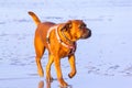 A dog walks on a beach during sunrise