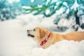 Dog walks through the deep snow