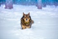 The dog walks in deep snow Royalty Free Stock Photo