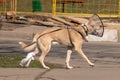 The dog walks down the street in a medical collar and tied his paw after surgery