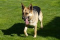 The dog walks on the lawn with the tongue of the German shepherd mongrel on top Royalty Free Stock Photo