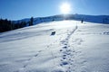 the dog walks on a snowy slope of a mountain meadow with clear snow on a clear frosty winter day