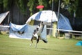 Flying border collie on frisbee competition