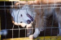 The dog wants to escape from behind the bars Royalty Free Stock Photo