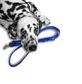 Dog wants to walk and wait near the leash Royalty Free Stock Photo