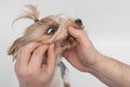 Dog was bitten by a tick. At the vet& x27;s appointment. We remove the large tick from the dog. Human hands remove the Royalty Free Stock Photo