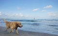A dog was playing on the coast of kuta Bali Royalty Free Stock Photo