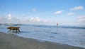 A dog was playing on the coast of kuta Bali Royalty Free Stock Photo