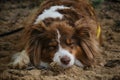 Dog was tired after active walk and games and lay down to rest. Australian Shepherd red tricolor on vacation. Aussie lying and