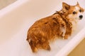 Dog is washed in a bathtub full of bath foam