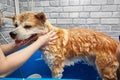The dog is washed with a shower in the bathtub in the grooming salon