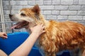 The dog is washed with a shower in the bathtub in the grooming salon