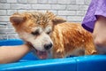 The dog is washed with a shower in the bathtub in the grooming salon