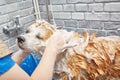 The dog is washed from the shower in a plastic tub in a grooming salon.