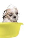 Dog washing in a basin Royalty Free Stock Photo