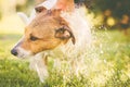 Dog washing under garden hose at hot summer day Royalty Free Stock Photo