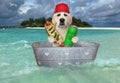 Dog in washtub drifts near island