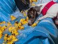 Dog watches rubber ducks float by