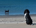 Dog watching bather dog