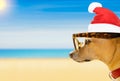 Dog watching the beach on summer christmas holidays Royalty Free Stock Photo