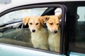 Dog are watching in a car by the window ready to travel in traveling with pets concept Royalty Free Stock Photo