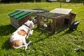 Dog watching chickens in coup Royalty Free Stock Photo