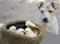 The dog is watching the chicks Royalty Free Stock Photo