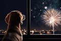 Dog Watching Fireworks From The Window