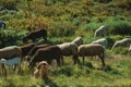 Dog watching flock of goats grazing on sward