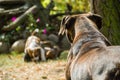 Dog is watching the fun of her puppies Royalty Free Stock Photo