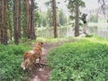 Dog Watching Hiker By Lake Digital Art