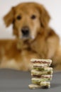 Dog, watching his bisquits Royalty Free Stock Photo