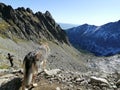 Dog watching the majestic mountains covered with snow, Slovakia, High Tatras