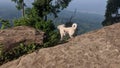 The Dog Are Watching Mountain View From Top Of Mountain