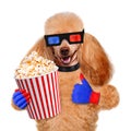 Dog watching a movie