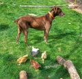 Dog watching over chicks Royalty Free Stock Photo