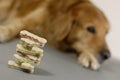 Dog, watching a pile of cookies Royalty Free Stock Photo
