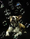 Dog watching soap bubbles