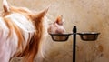 A dog watching the sphynx eating cat food from his bowl. Animal feeding, pets, hobbies. Close-up. Selective focus Royalty Free Stock Photo