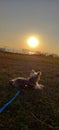 The dog is watching the sun start to set in the park Royalty Free Stock Photo