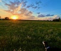 Dog Watching Sunrise