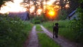 Dog watching sunset Royalty Free Stock Photo