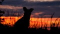 Dog watching the sunset