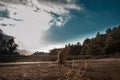 Dog watching a sunset. With the sky in the background. Royalty Free Stock Photo