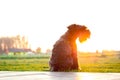 Dog watching sunset on the terrace of the house Royalty Free Stock Photo