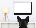 Dog watching tv Royalty Free Stock Photo