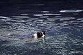 Dog in the water Royalty Free Stock Photo