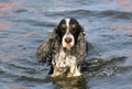 English Cocker Spaniel stands in the water. Color black and white with tan.