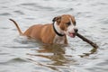 Dog in the water with his stick